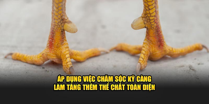 Áp dụng việc chăm sóc kỹ càng làm tăng thêm thể chất toàn diện