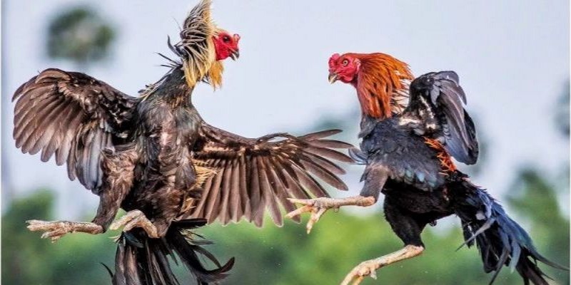 Gà chọi Việt luôn được yêu thích lựa chọn tham gia đá gà cựa dao