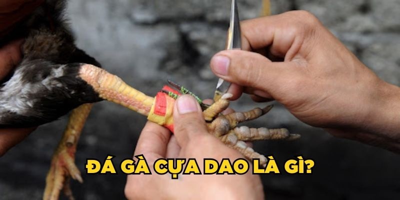 Giới thiệu về loại hình đá gà cựa dao gay cấn, hấp dẫn