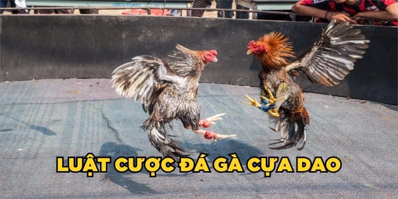 Quy định về thời gian diễn ra trận đấu đá gà cựa dao