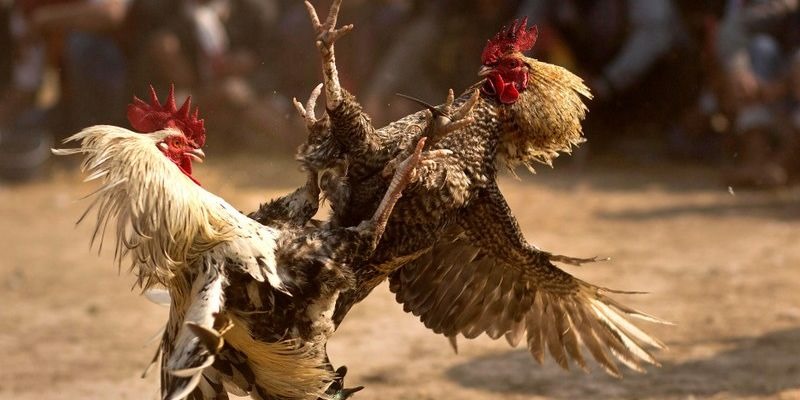Gà tre là loại giống luôn được lựa chọn tham gia đá gà cựa sắt