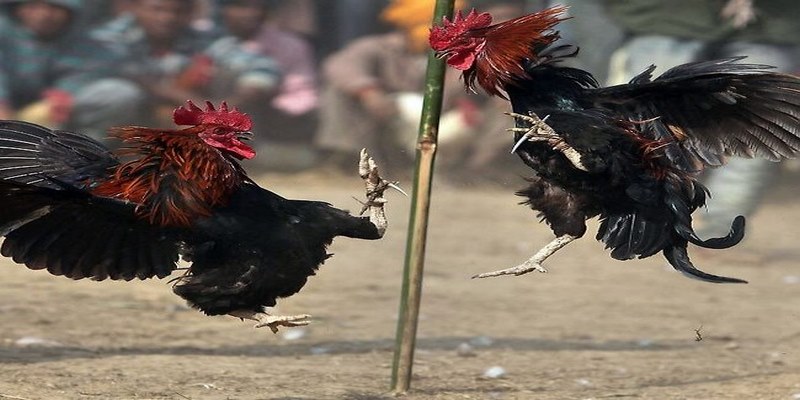 Đá gà cựa sắt quy định về cân nặng các chiến kê