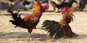 Đá Gà Cựa Sắt HUBET - Trò Chơi Hấp Dẫn Không Thể Bỏ Qua