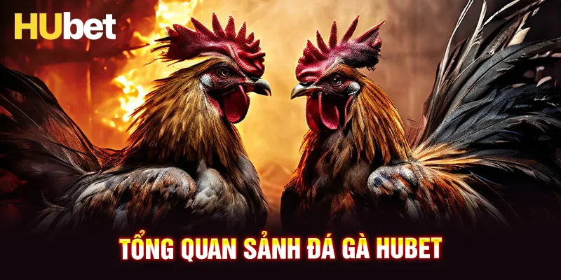 Đá gà HUBET sân chơi chiến kê trực tuyến uy tín