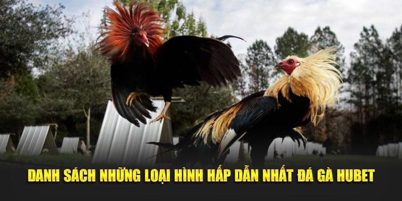 HUBET mang đến đa dạng loại hình đá gà kịch tính