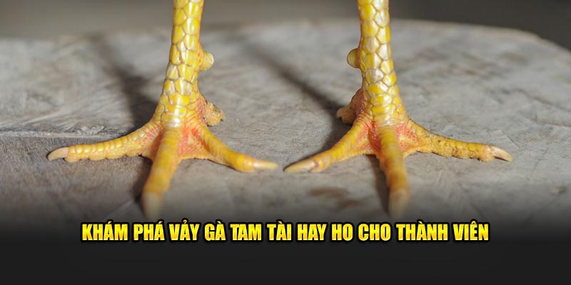Khám phá vảy gà tam tài hay ho cho thành viên