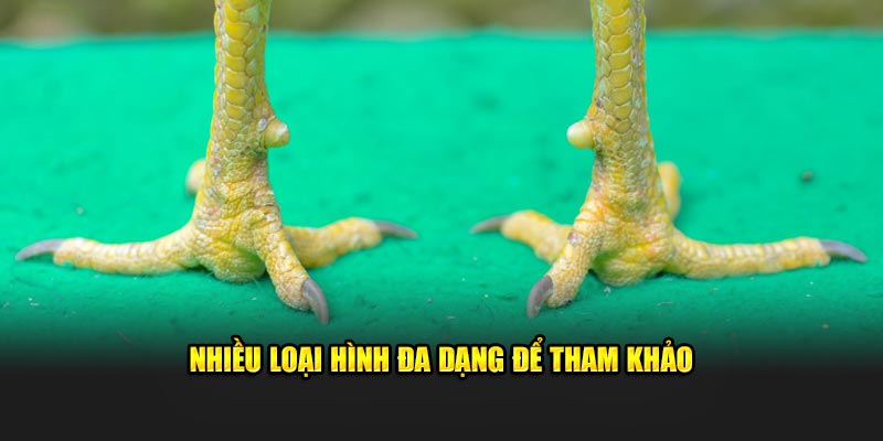 Nhiều loại hình đa dạng để tham khảo