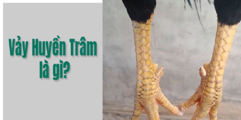 Tìm hiểu thông tin về vảy gà Huyền Trâm là gì?