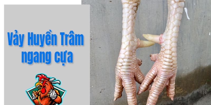 Đặc trưng của Vảy Gà Huyền Trâm ngang cựa