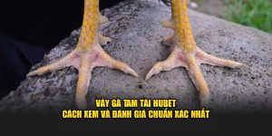 Vảy Gà Tam Tài HUBET – Cách Xem Và Đánh Giá Chuẩn Xác Nhất